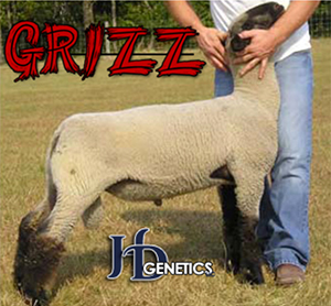 Grizz