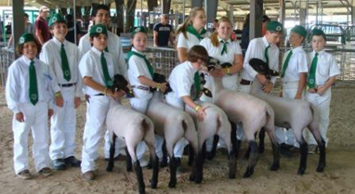 Dietz Club Lambs