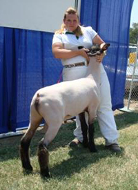 Dietz Club Lambs