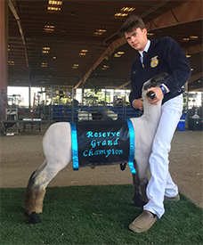 Dietz Club Lambs Winners