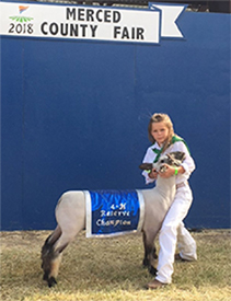 Dietz Club Lambs Winners