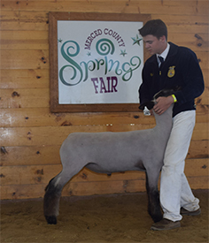 Dietz Club Lambs Winners