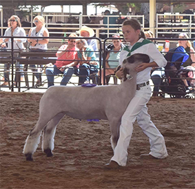 Dietz Club Lambs Winners