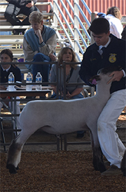 Dietz Club Lambs Winners