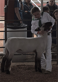 Dietz Club Lambs Winners