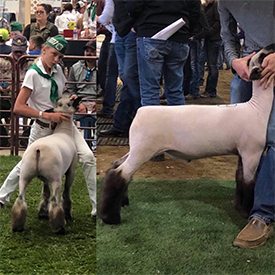 Dietz Club Lambs Winners