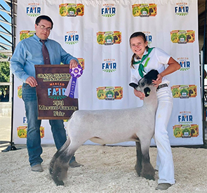 Dietz Club Lambs Winners