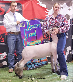 Dietz Club Lambs Winners