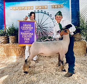 Dietz Club Lambs Winners