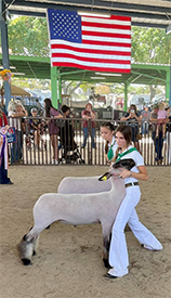 Dietz Club Lambs Winners