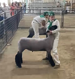 Dietz Club Lambs Winners