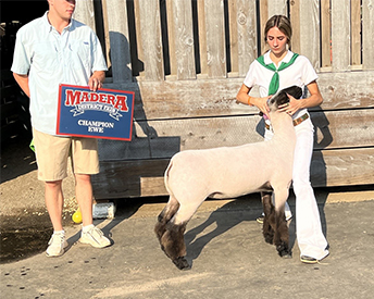 Dietz Club Lambs Winners